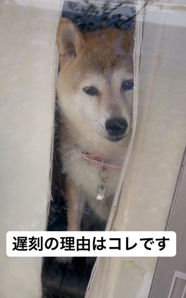 寂しそうな柴犬