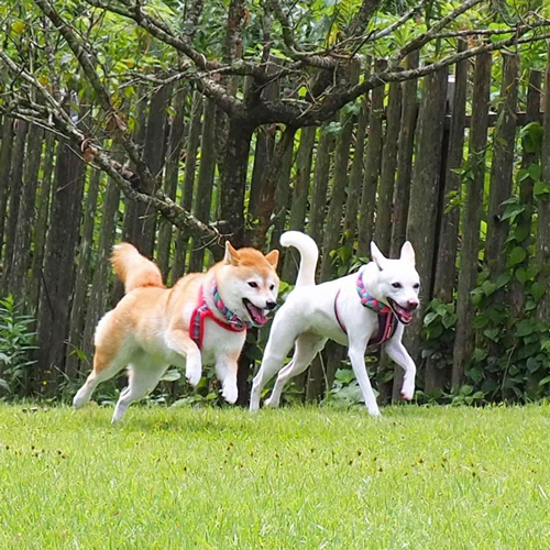 ハルちゃんとすずちゃん