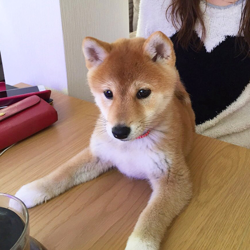 赤ちゃん時代のハルちゃんとすずちゃん