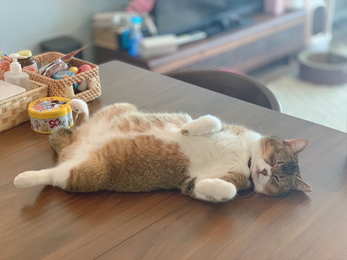 寝方のクセが強い猫