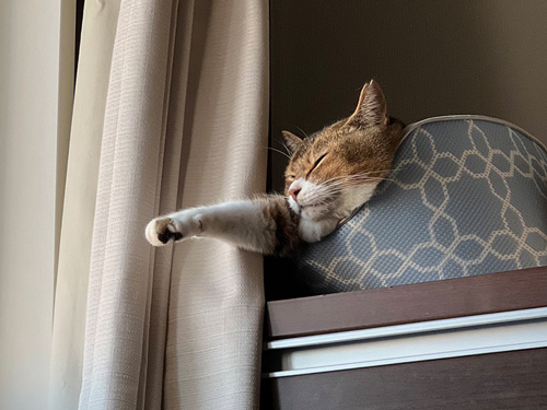 寝方のクセが強い猫