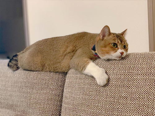 背もたれの上がお気に入り