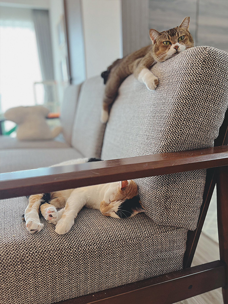 背もたれの上がお気に入り