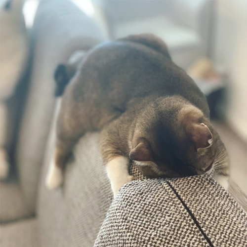 オジサンみたいな猫