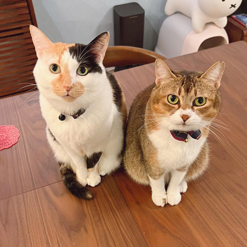 しらすちゃんとおこめちゃん