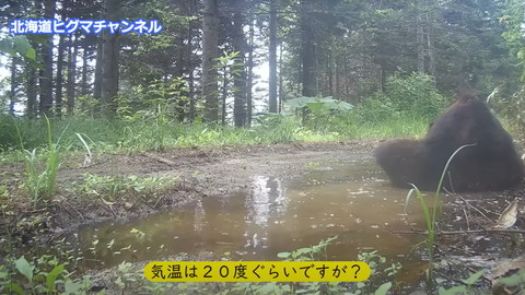 あぐらかいてるヒグマ後ろ姿