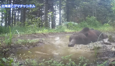 水たまりにもぐるヒグマ