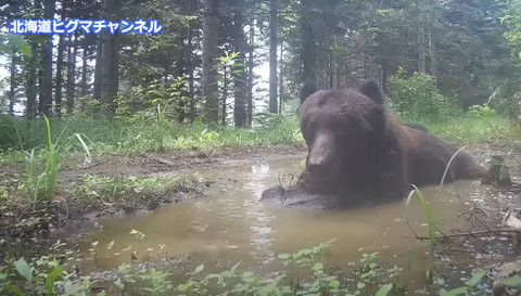 水たまりでうつ伏せヒグマ