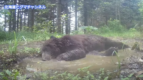 水たまりで寝転ぶヒグマアップ