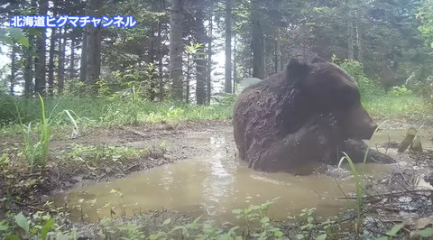 顔をかくヒグマ