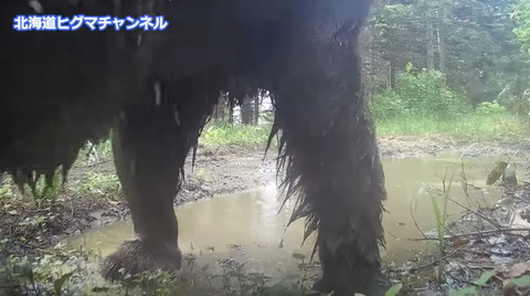 歩いていくクマの後ろ姿