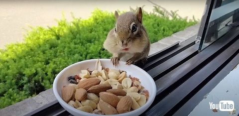 頬袋パンパンのリス