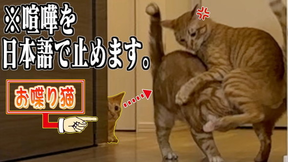 けんか止める猫