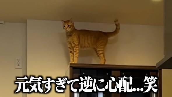 棚の上猫