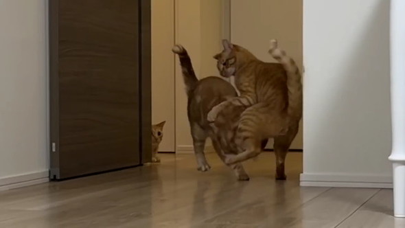 ケンカはじめる猫