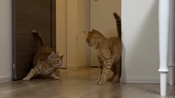 ケンカする猫