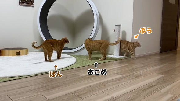 仲裁する猫