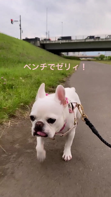 ベンチでゼリィ