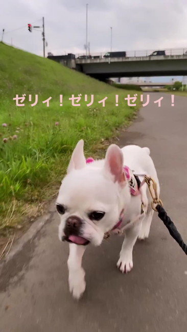 ゼリィ！ゼリィ！