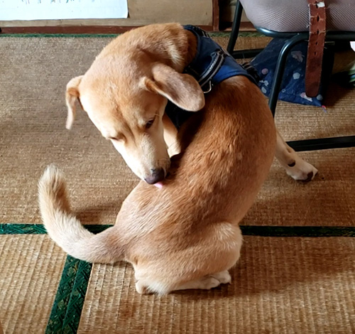 くるんしているラブくん