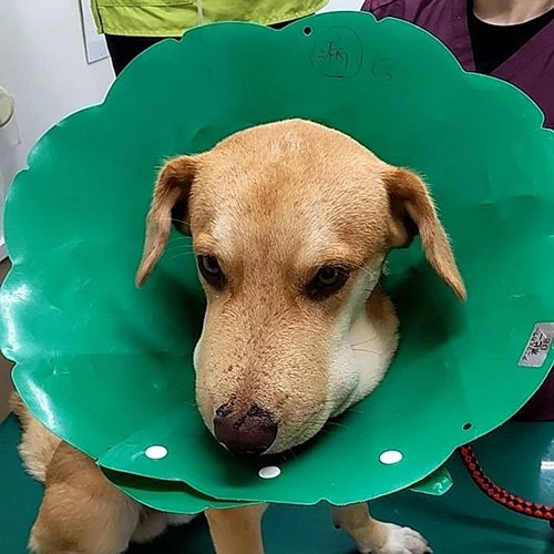 緑のエリザベスカラー