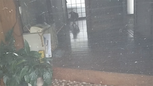 網戸越しラブくん