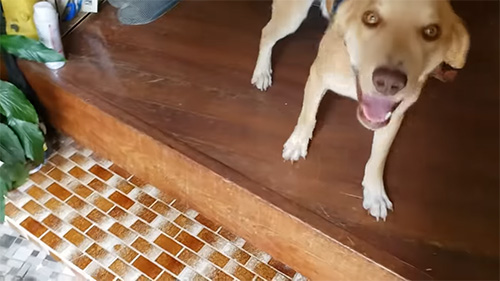 玄関のラブくん