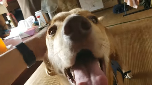 正面ドアップラブくん