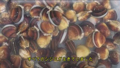 水槽の生きもの