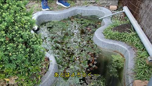 水槽と池にしじみ