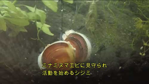 活動するしじみ