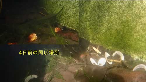 食べられたしじみ