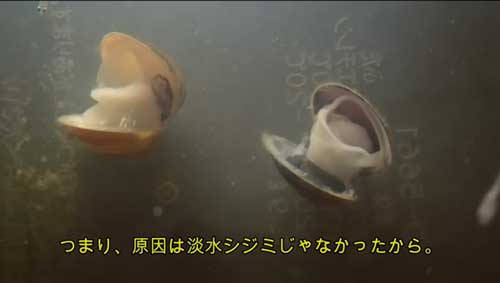 息絶えたしじみ