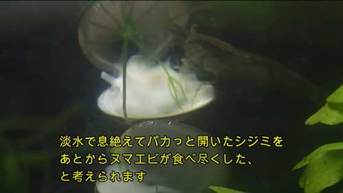 ヌマエビとしじみ