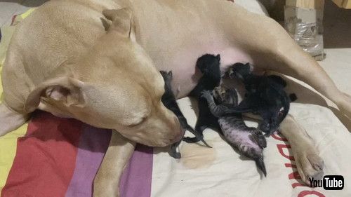 お乳を求める子猫たち