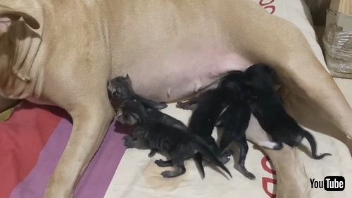 必死な子猫たち