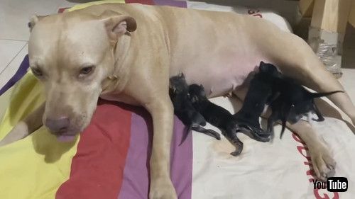 子猫を世話するワンコ