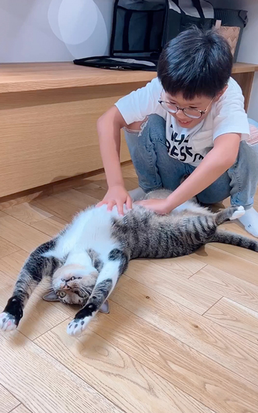 気持ちよさそうにおなかをなでられる猫