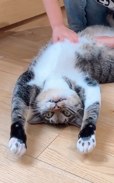 気持ちよさそうにおなかをなでられる猫
