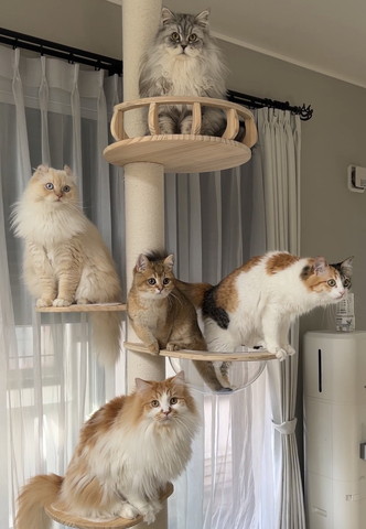 5ニャンキャットタワー