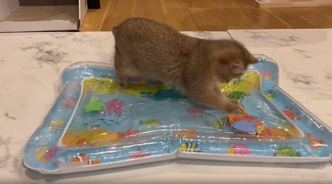 前足そろえてる子猫横から