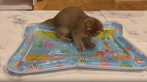 ウオーターベッドふみふみする子猫