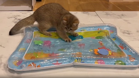 ウオーターベッドできばる子猫
