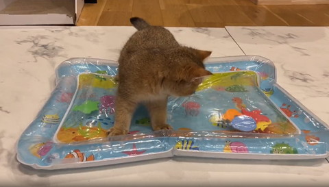 ウオーターベッドの魚見る子猫