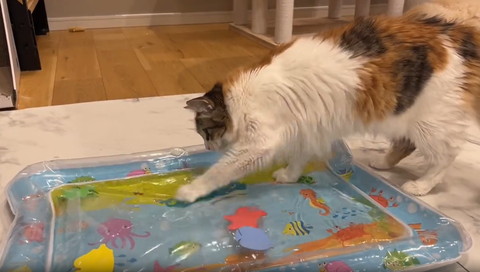 ウォータベッド掘る猫