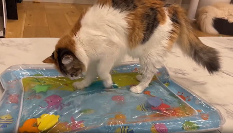 ウオーターベッドに乗る猫