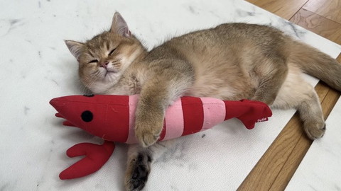 エビと添い寝子猫