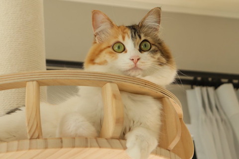 長毛三毛猫キャットタワー