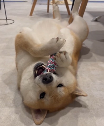 ヘソ天で遊ぶワンコ