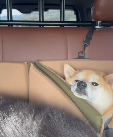 車であごのせてるワンコ
